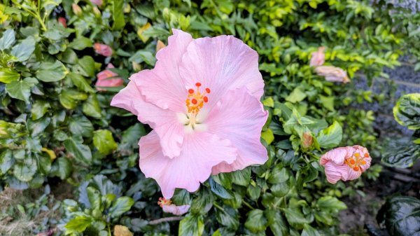 《踏莎行。太麻里山春色》2720541