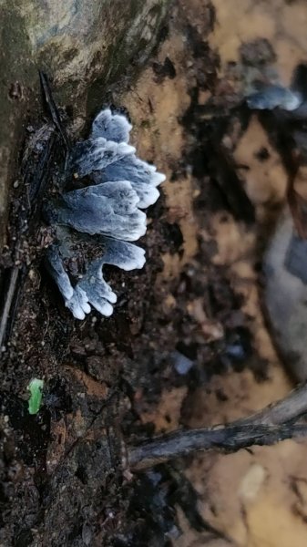 2025/7/12、7/13 西巒大山2839174