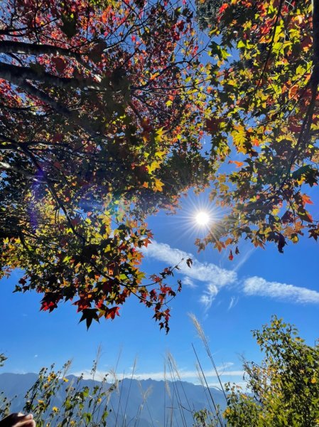 馬那邦山賞楓趣1549592