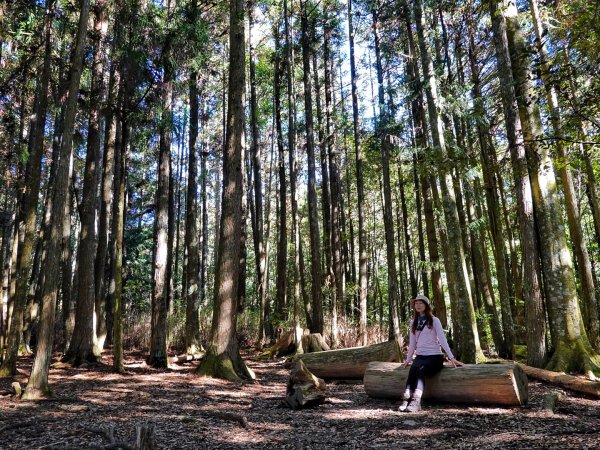 觀霧國家森林 榛山步道 觀霧瀑布 檜山巨木 雲霧步道1893340