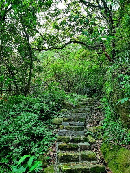 走遍陽明山：擎天崗系｜迷霧中的草原祕境、古道幽境2123766