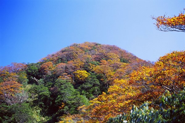 北插天山 - 金黃山毛櫸饗宴(民國93,94,95年)封面