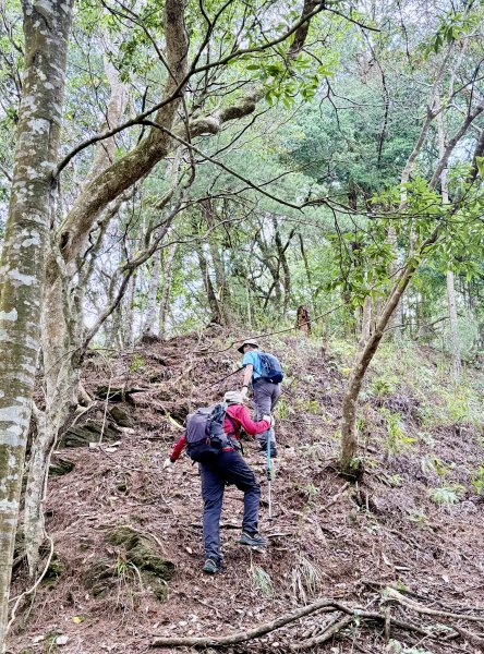 奧萬大登合流點山順撿楓樹林山.獅子頭    2025.3.112734142