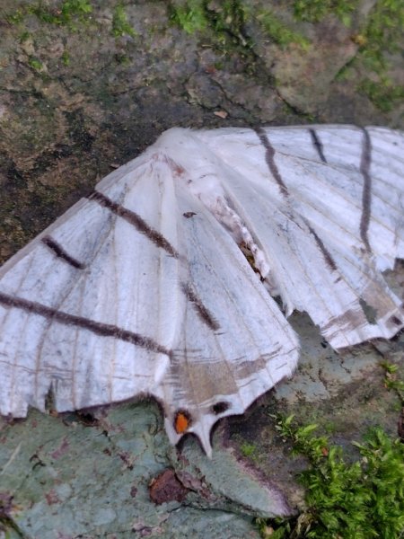 南東眼山連走有勝山2918704