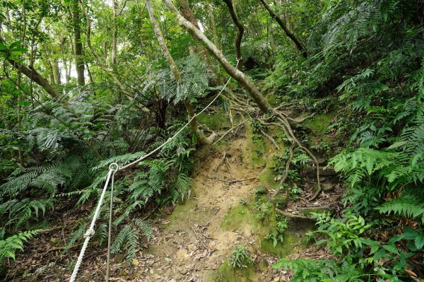 臺北 文山 指南山、猴山岳、魚衡山、大前坑山、猴山坑山、祥光寺後山、金頭山2774964