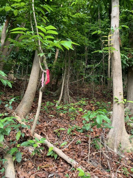 20250419屏東佳平山-虻彈山2767940