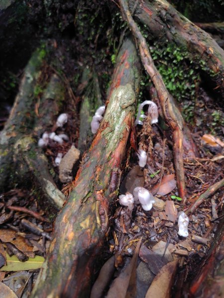 橫沙笛/橫嶺山、沙蓮山、笛吹山2799261