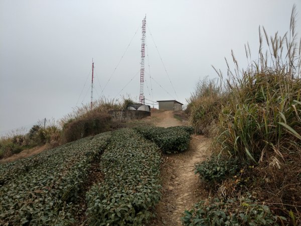梨子腳山(小百岳#57) & 太平雲梯 (2021/1/29)1423195