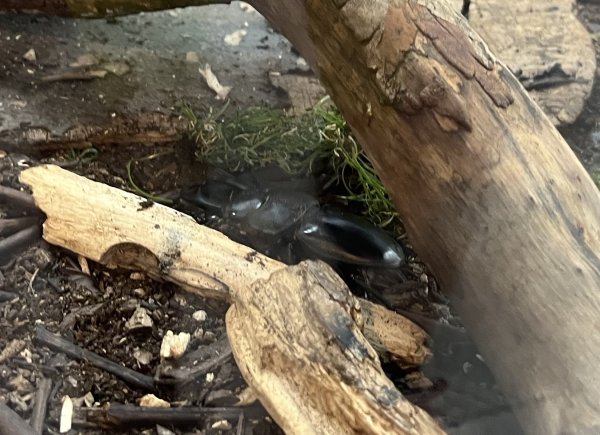 [2024動物園探險隊] 2024_0908_臺北市立動物園(祖父母節)2590242