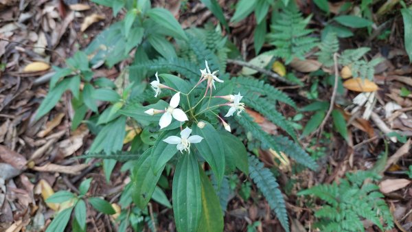 楓樹湖古道登面天北稜上面天山2782213