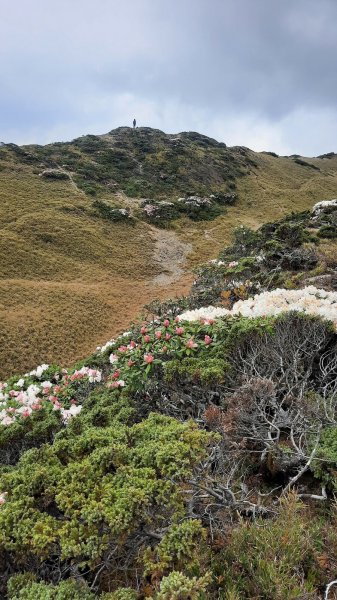 《南投》高山杜鵑盛宴｜哈哈山、石門山北峰202104181353360