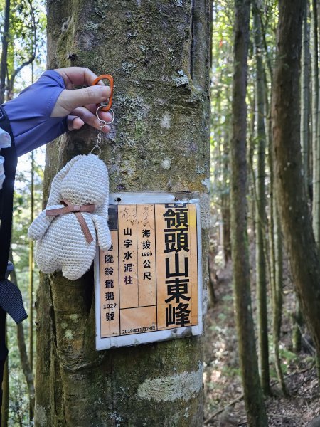 231125-小百岳#054金柑樹山（崩壁頭山）+忘憂森林。美美兔與藍腹鷳的相遇。2361807