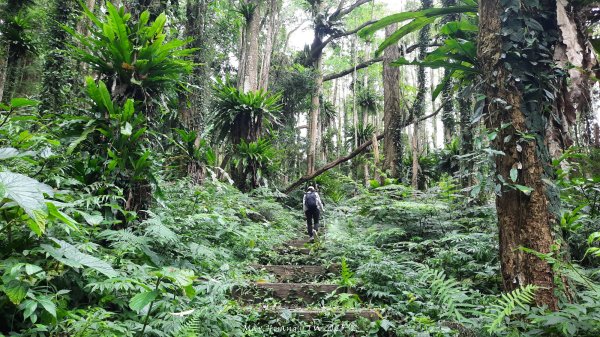 《南投》竹林茶園｜鳳凰谷步道環鳳凰山寺O繞202506222817516