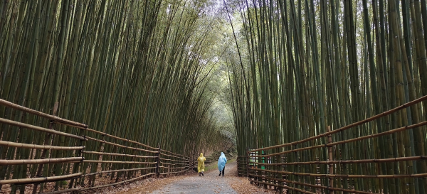 烏嘎彥竹林步道+南勢山北峰+熊佧山 O型-2025/04/05