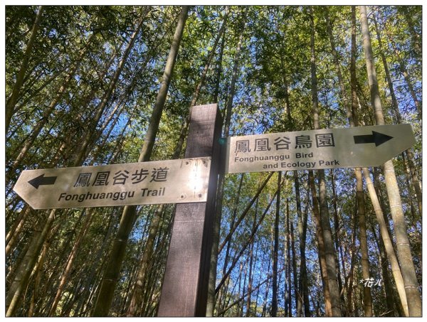 鳳凰谷步道(鹿谷鄉)2690445
