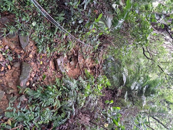 小百岳集起來劍潭親山步道3103132