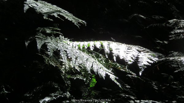 《新竹》斷崖神木｜北得拉曼步道小P繞202510172917605