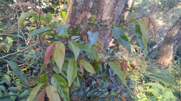 嘉義縣最遙遠的南霞山2698999