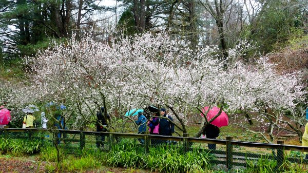 《青玉案・福壽山櫻》2712363