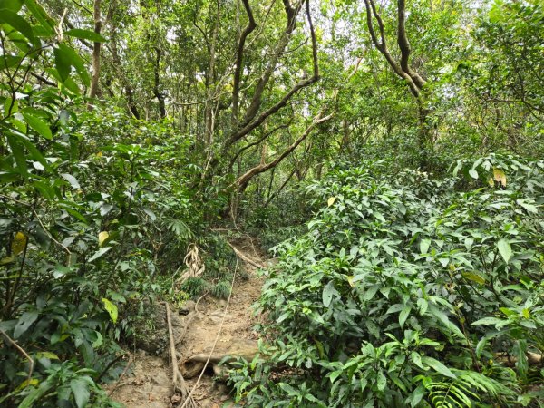 女仍山（小百岳）2752517