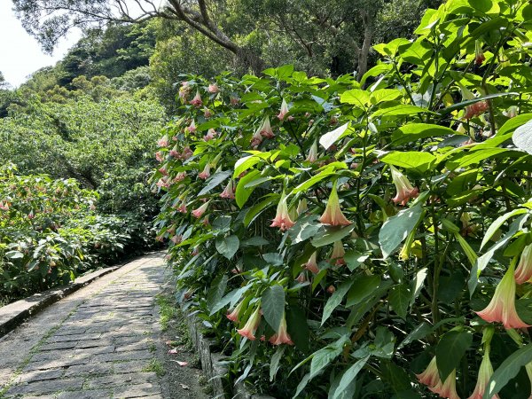 牛港稜山登山步道2138615