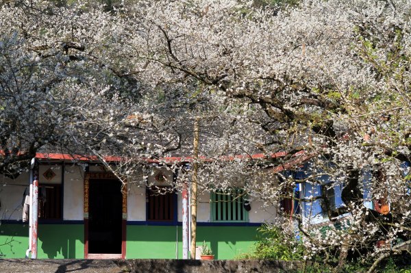 【南投~信義 】牛稠坑賞梅1254935