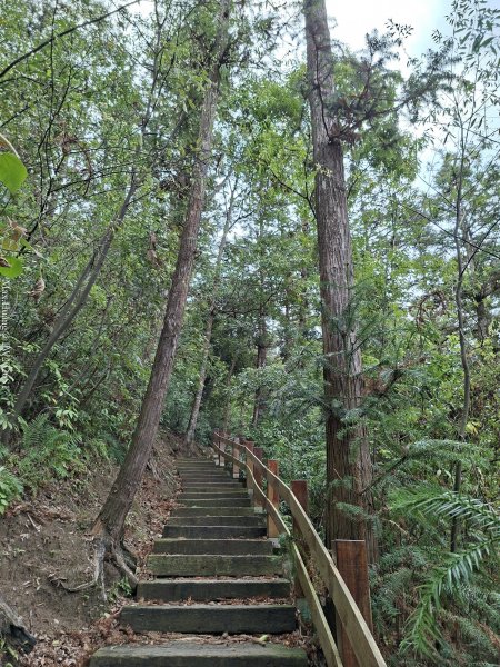 《南投》松濤徐徐｜惠蓀林場關刀山林道上巨松台環山嵐小徑202603213021363