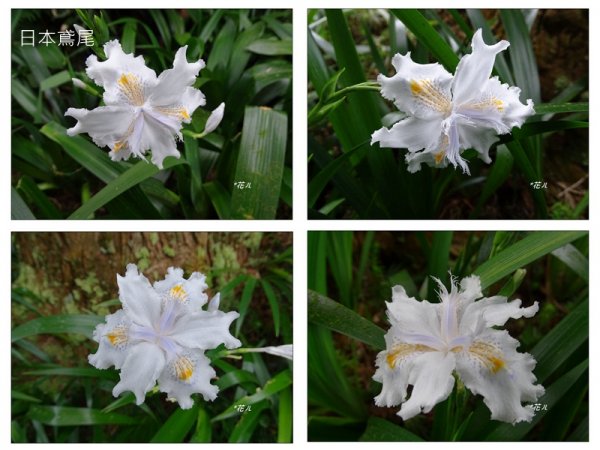 溪頭/山芙蓉之旅712629