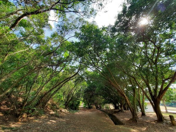 《台中》大肚環保公園登山步道、望高寮賞景1055269