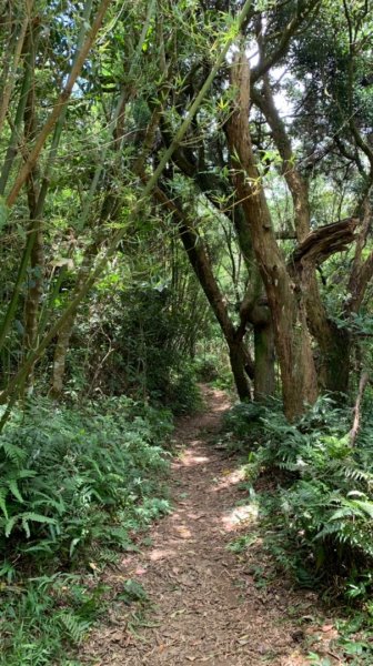 坪頂古圳步道—瑪礁古道（新圳頭山）—大崎頭步道1751949