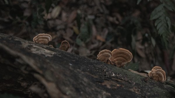 寶山水庫環湖步道（西北、西、東峰）2986752