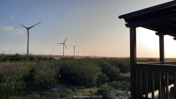 《台中》海濱夕陽｜龜殼生態公園連走大安紅樹林生態步道202410202632404