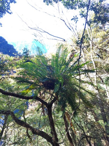 東埔走八通關古道訪龍貓公車繞對關山O型2962767