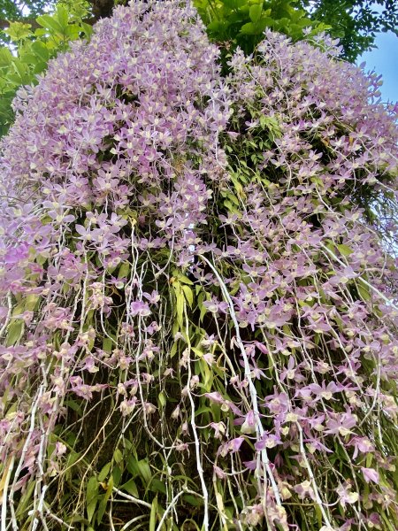 嘉義賞花趣--天宮石斛花瀑、竹崎公園花旗木    2021/4/141349455