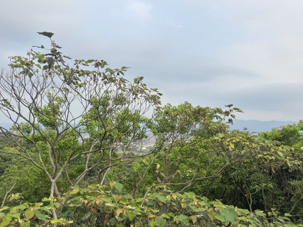 鶯歌石步道小O型路線3036049