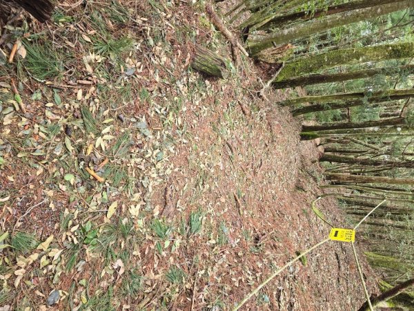 谷關七熊馬崙山2748801