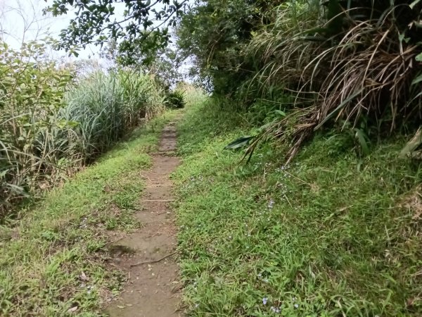 瑞芳區基隆山步道O型3010160