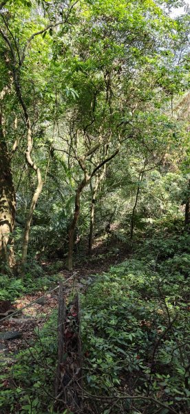 2026-0313 烘爐地步道-南勢角山-紫竹寺3015905