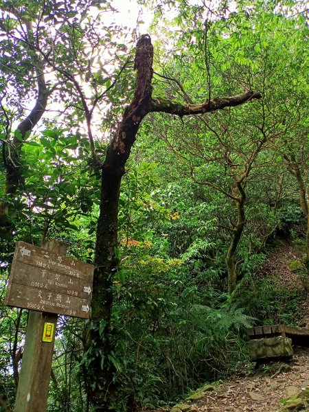 【小百岳集起來】#017 二格山登山步道(栳寮線) →猴山岳步道→草湳1695947