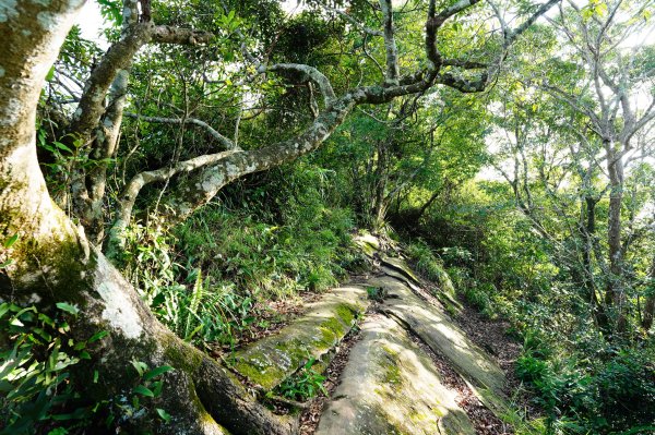 桃園 大溪 白石山、石厝坑山、石龜坑山3113827