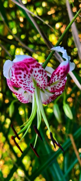 雲山水花鳥蝶-天龍國阿伯的日常 #艷紅鹿子百合 #大鳳蝶 #玉帶鳳蝶2863953