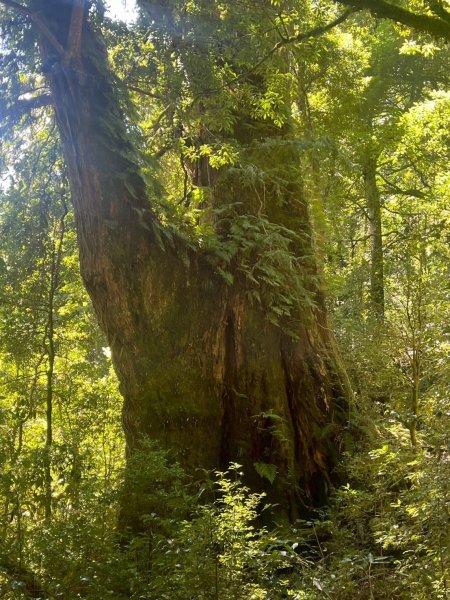 新竹 尖石 鎮西堡巨木群步道A線巨木群 毒龍潭2885016