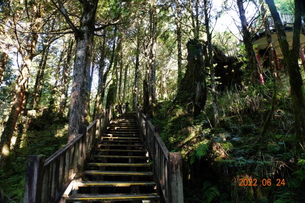 宜蘭 大同 太平山森林遊樂區 檜木原始林步道1743660