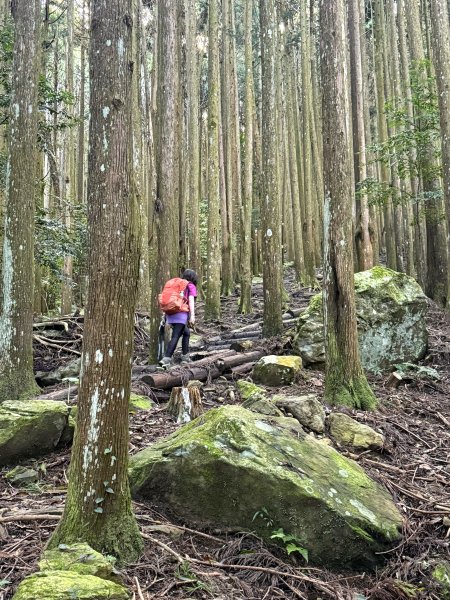 加里山O繞20250713(大坪登山口-杜鵑嶺-加里山-避難小屋-大坪登山口)2836891