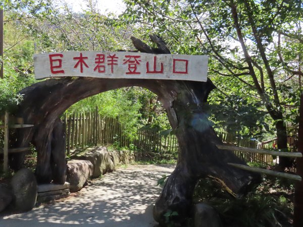 司馬庫斯巨木群步道