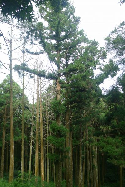 志繼山、東眼山、拉卡山O型環走401753