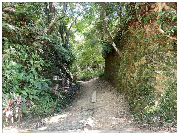 金龍湖、鷹石尖、老鷲尖、內溝山 O型一圈2966671