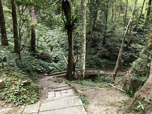[百山百鳥尋旅-09/15] 2025_0920 滿月圓國家森林遊樂區步道群2893070