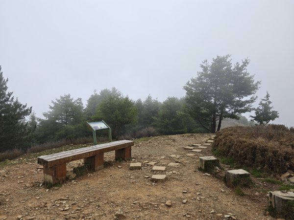 [山海圳_聖山之路_第二段4/4] 2026_0802 菊池氏龜殼花 (聖山之路國寶蛇)3109269