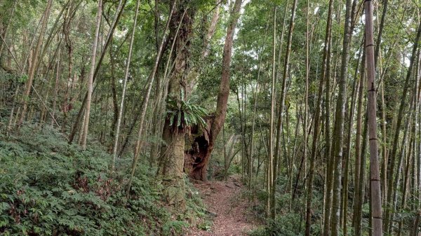 嘉南雲峰、石壁山步道3049106